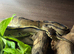 Genetic Stripe Het Axanthic With Paradoxing