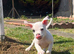 American bulldog