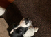 English Springer Spaniel puppy