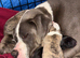 Beautiful mixed breed pups