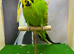 Expedition budgie male