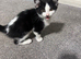 Cute 8 week old kitten female