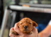 Toy poodle puppys