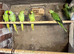 Ringnecks & Lovebirds