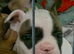 5 French bulldog puppies for sale ready 9/11/26