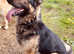 Black &tan GSD for stud