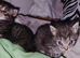 mixed babies for sale