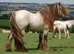 silver Buckskin Colt