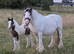 13hh mare with colt foal at foot