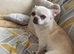 3 year old rare Russian chihuahua boy kc