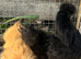 Silkie hens