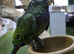 Maximilian Pionus babies available,3