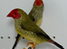 Beautiful pair red face star finches for sale