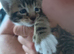 5 Bengal cross kittens