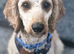 Benji for sale