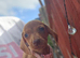 Minature Dachshunds READY TO RESERVE
