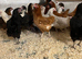 Pol hens