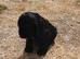 Beautiful Black Cockalier-a-Poo Puppies