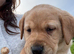 3 Labrador girls