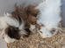 Adorable baby Guinea pig for sale