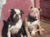 Rear English bulldog