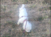 Bichon frise girl 20month