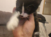 4 kittens urgent rehome