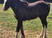 Shire Horse Colt Foal