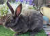 Blue self mini rex doe