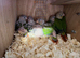 Beautiful baby pineapple conures ready by mid to end of October