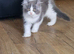 Mainecoon x british shorthair