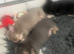 Chihuahua puppies (READY NOW)