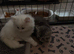 4 beautiful Persian kittens, ready now