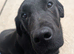 8 Month Old Black Male KC Labrador