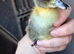 5 ducklings looking for home