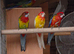 Rosella
