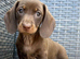 Chocolate &tan female kc reg