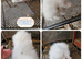 3 beautiful litter of mini lion lop