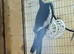 Cockatiels