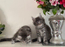 Beautiful TICA reg Maine coon kittens