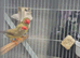 Pair of Star finches
