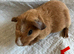 Sweet well handled smooth haired guinea pigs.