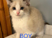 RAGDOLL X SNOWSHOE
