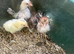 Week old chicks