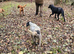 Missing black and white spaniel x lab
