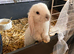 Mini lops pure bred mixed sex