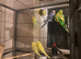 Budgies for sale