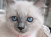 Adorable ragdoll kittens