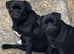 KC reg pug puppies