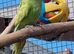 1 male 1 female budgies £30 each